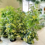 Szeflera drzewkowata (Schefflera arbolicora 'Dalton') 110cm