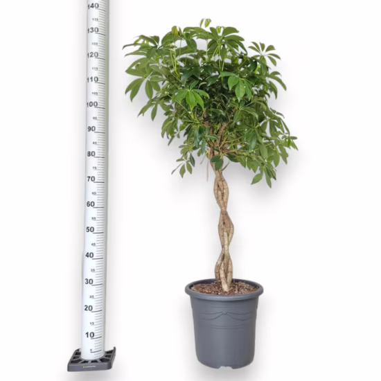 Szeflera roślina doniczkowa