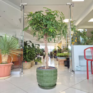 Szeflera drzewkowata (Schefflera arbolicora 'Compacta') 130-140cm