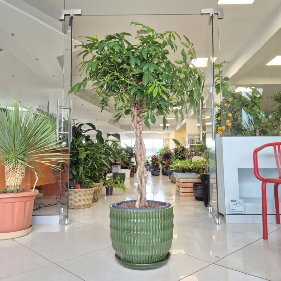 Szeflera roślina doniczkowa