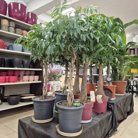 Szeflera roślina doniczkowa