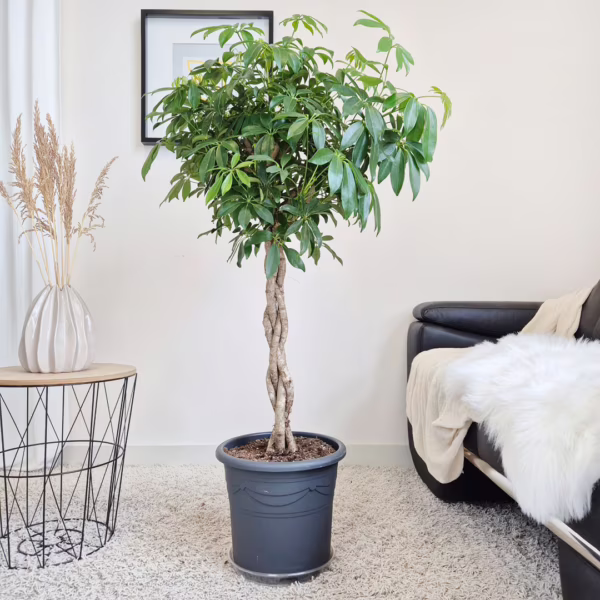 Szeflera drzewkowata (Schefflera arbolicora 'Compacta') 140cm