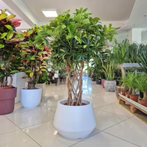 Szeflera drzewkowata (Schefflera arbolicora 'Gold Capella') 120cm