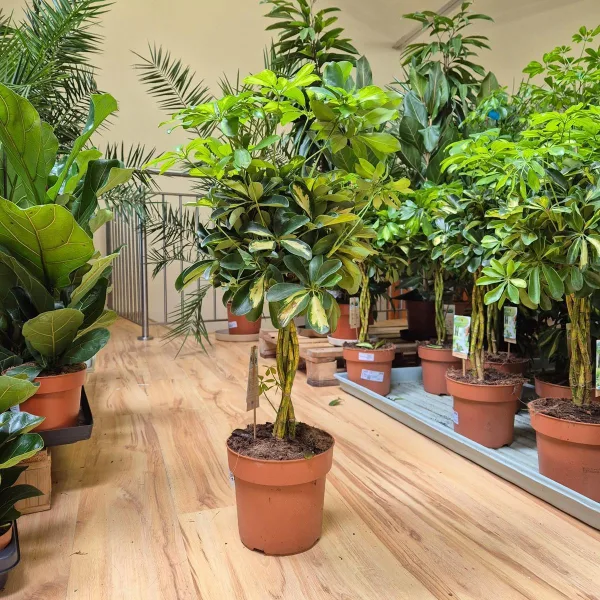 Szeflera drzewkowata (Schefflera arbolicora 'Gold Capella') 80cm