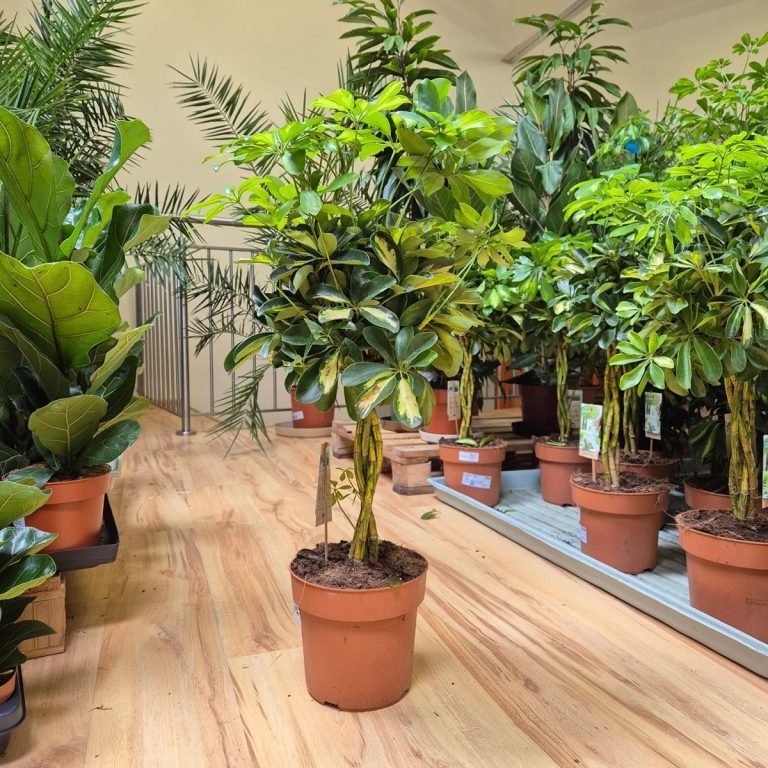 Szeflera drzewkowata (Schefflera arbolicora 'Gold Capella') 80cm