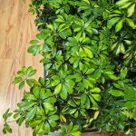 Szeflera drzewkowata (Schefflera arbolicora 'Gold Capella') 80cm