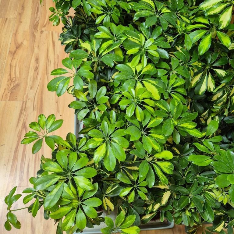 Szeflera drzewkowata (Schefflera arbolicora 'Gold Capella') 80cm