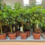 Szeflera drzewkowata (Schefflera arbolicora 'Gold Capella') 80cm