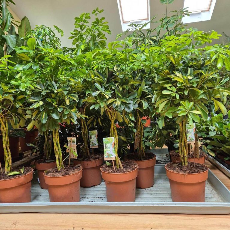 Szeflera drzewkowata (Schefflera arbolicora 'Gold Capella') 80cm