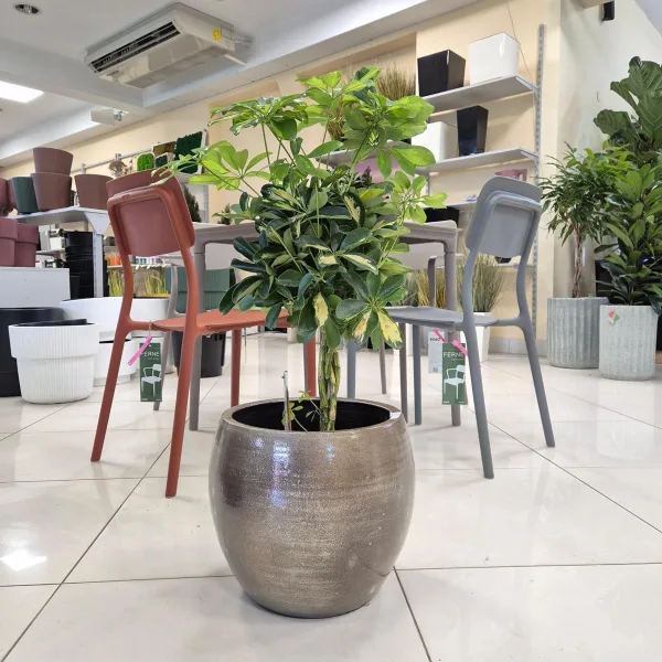 Szeflera drzewkowata (Schefflera arbolicora 'Gold Capella') 80cm