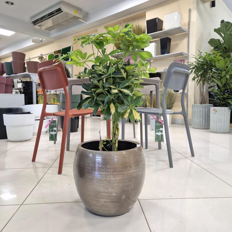 Szeflera drzewkowata (Schefflera arbolicora 'Gold Capella') 80cm