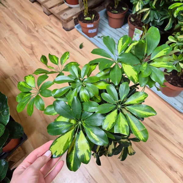 Szeflera drzewkowata (Schefflera arbolicora 'Gold Capella') 80cm