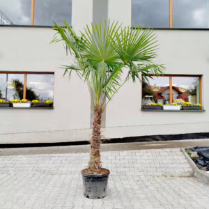 Palma szorstkowiec (Trachycarpus Fortunei) 200-220cm