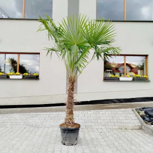 Palma szorstkowiec (Trachycarpus Fortunei) 220cm