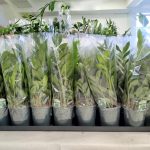 Zamiokulkas zamiolistny (Zamioculcas zamiifolia) 50cm