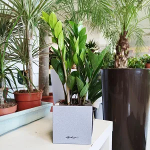 Zamiokulkas zamiolistny (Zamioculcas zamiifolia) 45cm