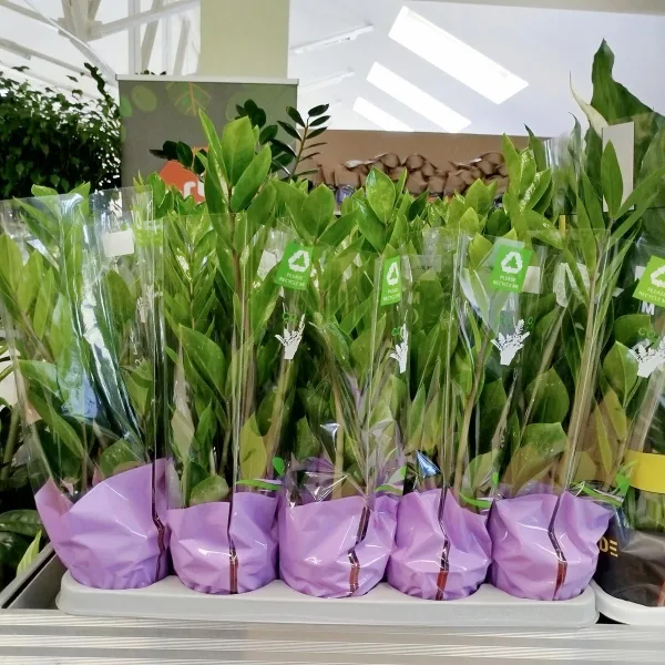 Zamiokulkas zamiolistny (Zamioculcas zamiifolia) 45cm