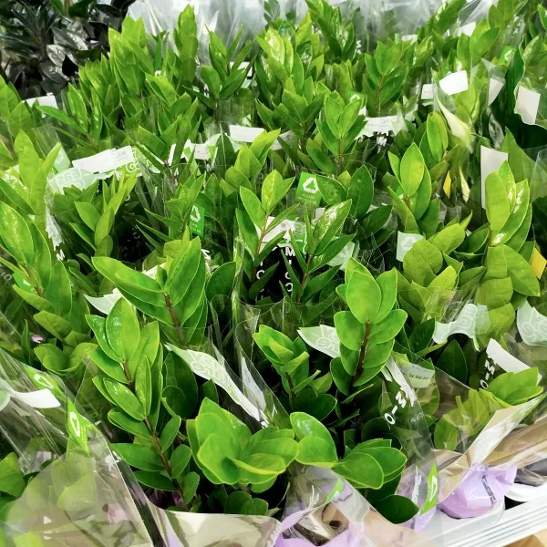 Zamiokulkas zamiolistny (Zamioculcas zamiifolia) 45cm