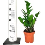 Zamiokulkas zamiolistny (Zamioculcas zamiifolia) 35cm