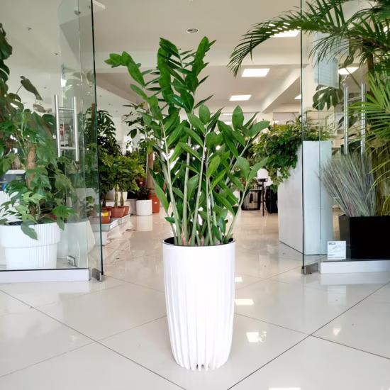 Zamiokulkas zamia