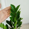Zamiokulkas zamiolistny (Zamioculcas zamiifolia) 45cm