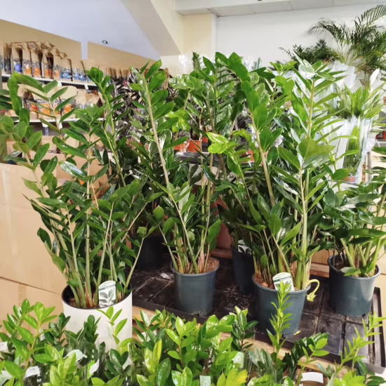 Zamiokulkas zamia