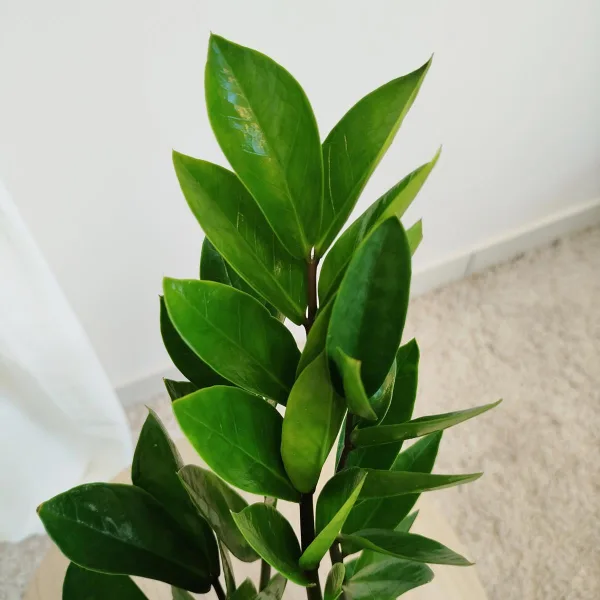 Zamiokulkas zamiolistny (Zamioculcas zamiifolia) 45cm