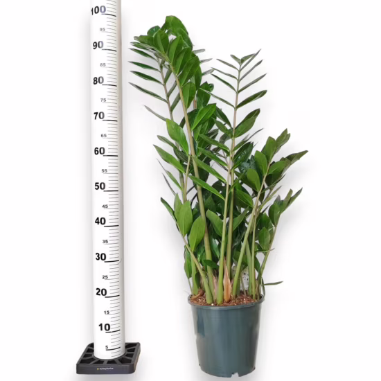 Zamiokulkas zamia