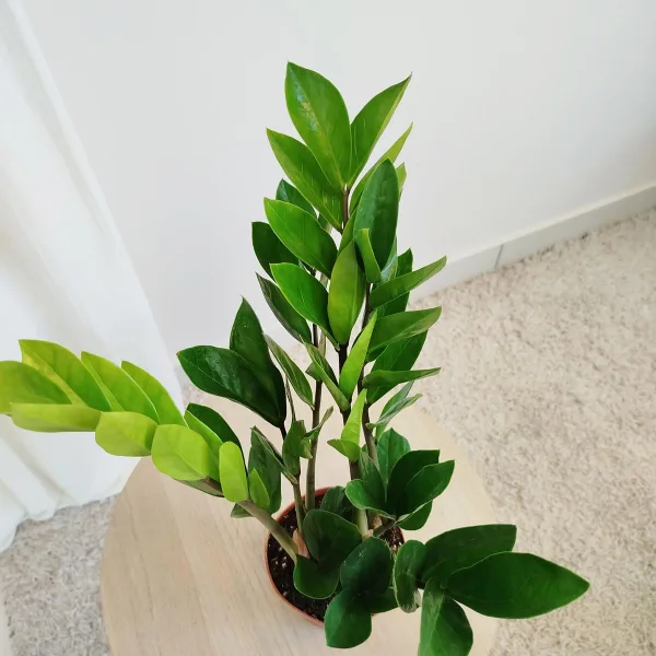 Zamiokulkas zamiolistny (Zamioculcas zamiifolia) 45cm