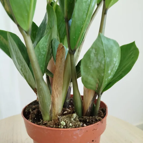 Zamiokulkas zamiolistny (Zamioculcas zamiifolia) 45cm