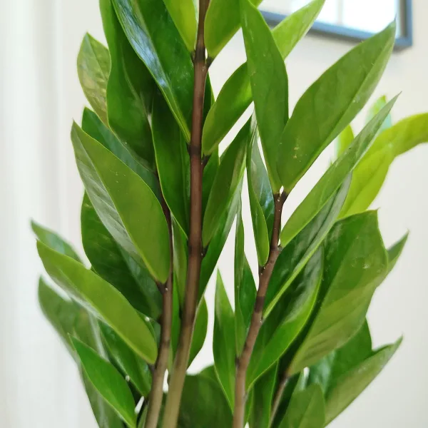 Zamiokulkas zamiolistny (Zamioculcas zamiifolia) 45cm