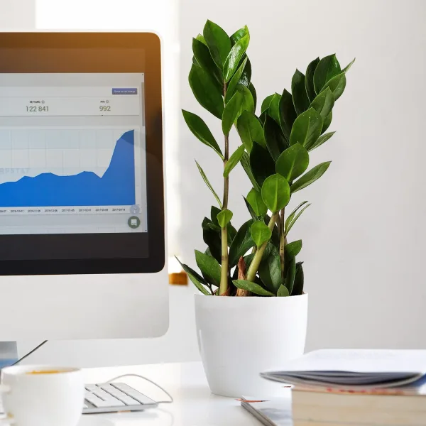 Zamiokulkas zamiolistny (Zamioculcas zamiifolia) 45cm