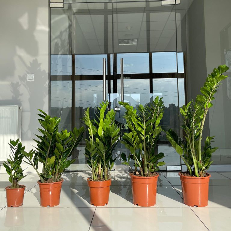 Zamiokulkas zamiolistny (Zamioculcas zamiifolia) 90cm