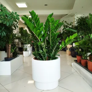 Zamiokulkas zamiolistny (Zamioculcas zamiifolia) 110cm