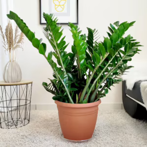 Zamiokulkas zamiolistny (Zamioculcas zamiifolia) 110cm