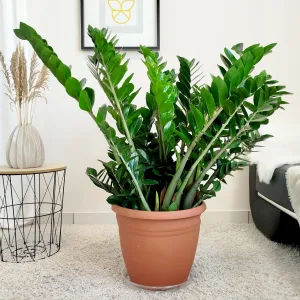Zamiokulkas zamiolistny (Zamioculcas zamiifolia) 110cm