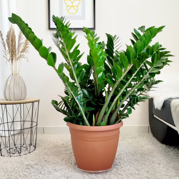 Zamiokulkas zamiolistny (Zamioculcas zamiifolia) 110cm