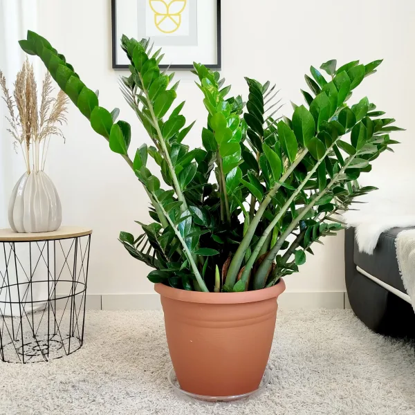 Zamiokulkas zamiolistny (Zamioculcas zamiifolia) 110cm