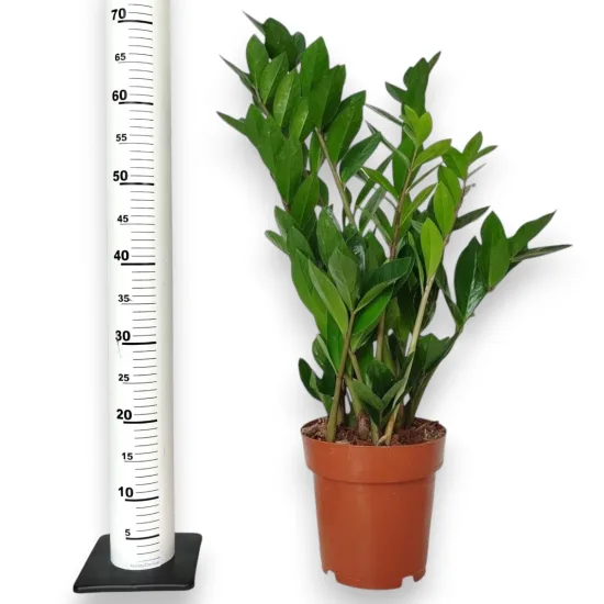 Zamia 70cm roślina do cimnych pomieszczeń