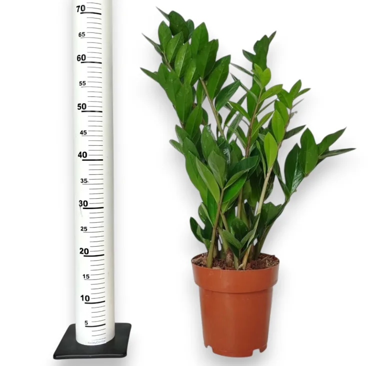 Zamiokulkas zamiolistny (Zamioculcas zamiifolia) 60cm