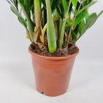 Zamiokulkas zamiolistny (Zamioculcas zamiifolia) 90cm