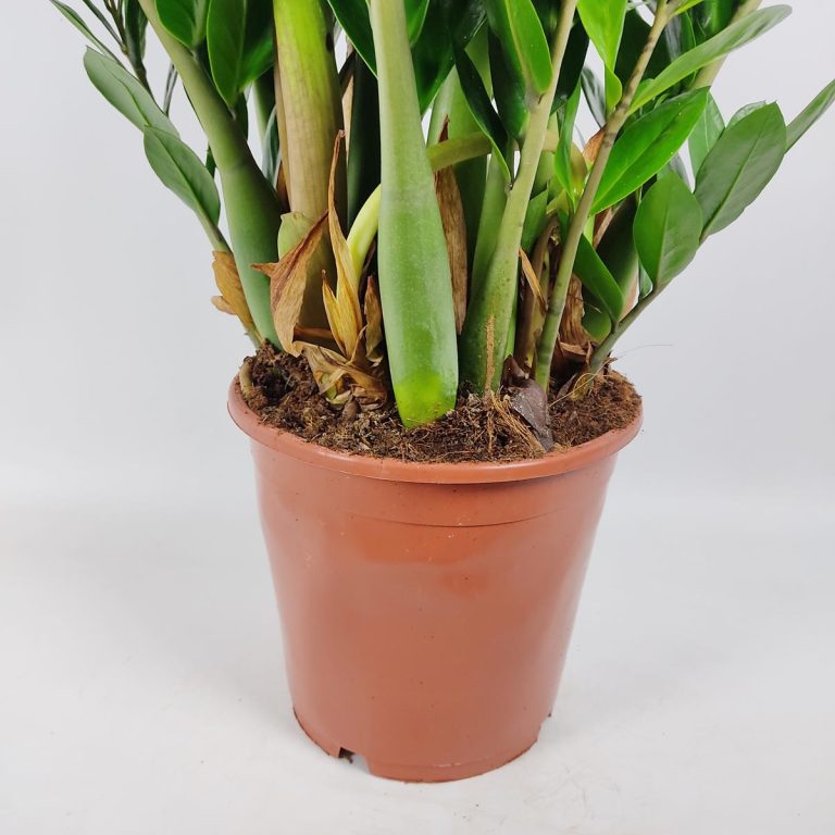 Zamiokulkas zamiolistny (Zamioculcas zamiifolia) 90cm