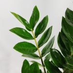 Zamiokulkas zamiolistny (Zamioculcas zamiifolia) 90cm