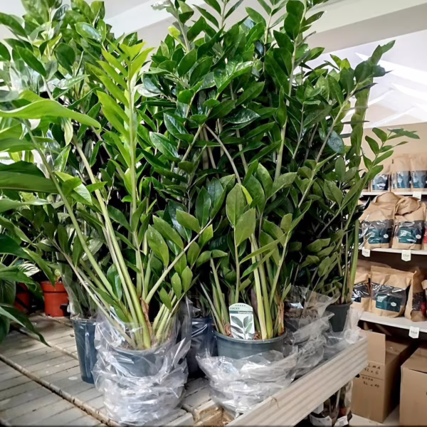 Zamiokulkas zamiolistny (Zamioculcas zamiifolia) 95-105cm