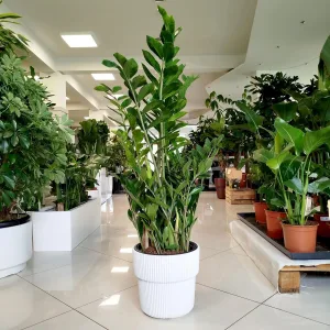 Zamiokulkas zamiolistny (Zamioculcas zamiifolia) 100cm