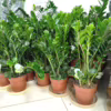 Zamiokulkas okrągłolistny (Zamioculcas zamiifolia ‘Midori’) 60-65cm