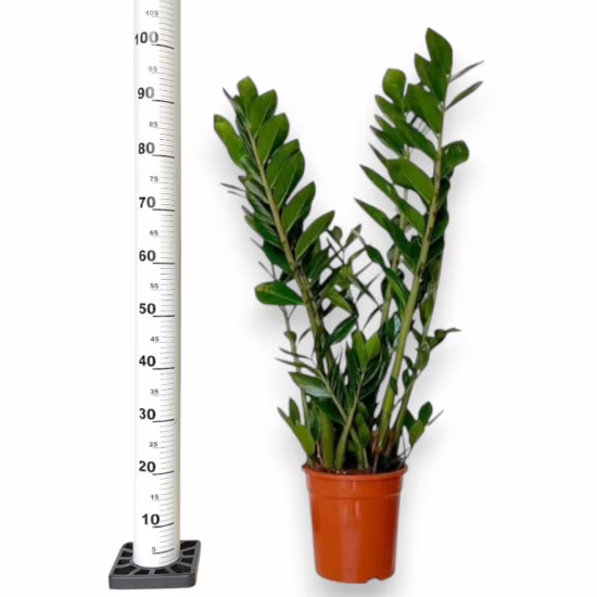 Zamia roślina do cienia