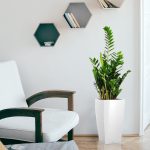 Zamiokulkas zamiolistny (Zamioculcas zamiifolia) 90cm