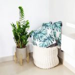 Zamiokulkas zamiolistny (Zamioculcas zamiifolia) 90cm