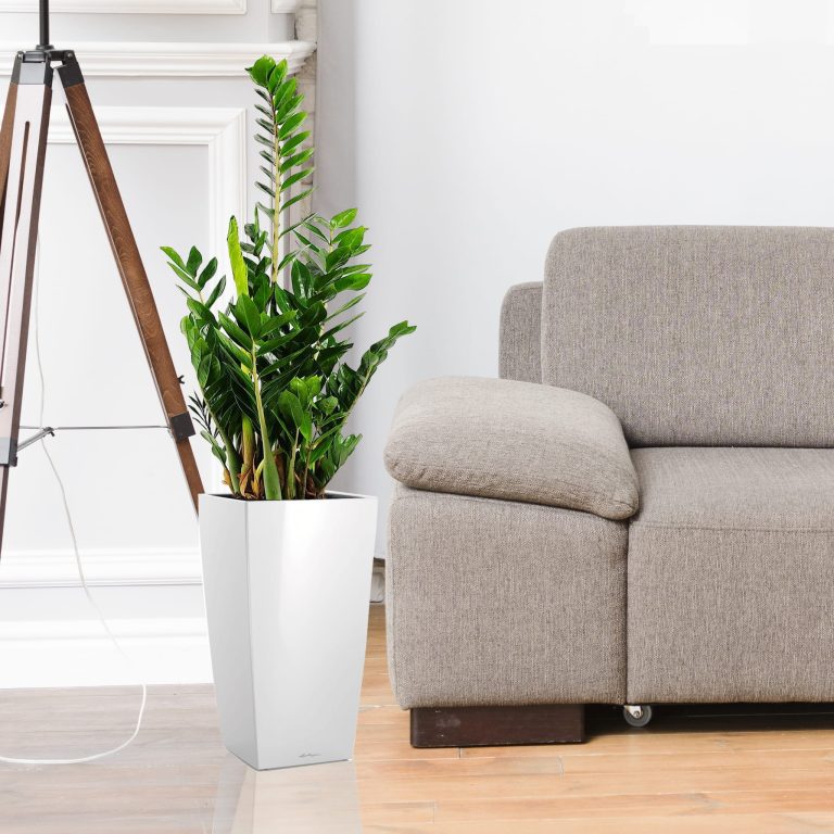 Zamiokulkas zamiolistny (Zamioculcas zamiifolia) 90cm